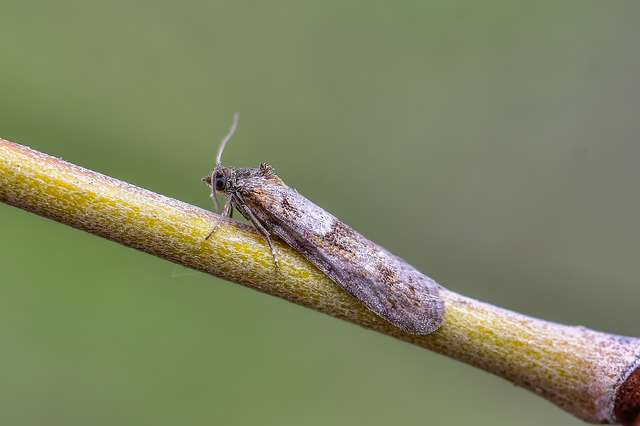 Tortricodes alternella - tavaszi sodrómoly