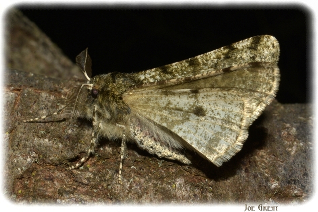 Apocheima pilosaria - zöldes tavasziaraszoló
