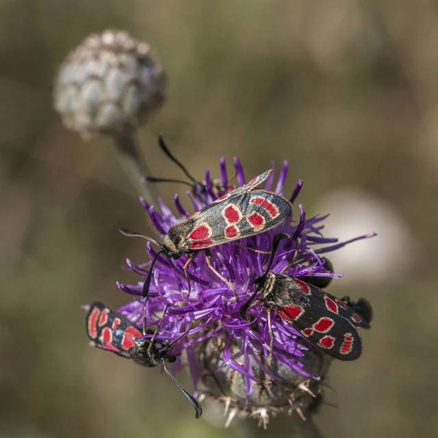 Zygaena carniolica - fehérgyűrűs csüngőlepke