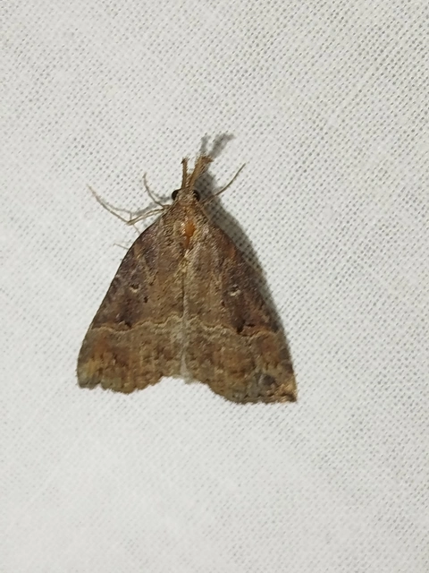Hypena rostralis - közönséges karcsúbagoly