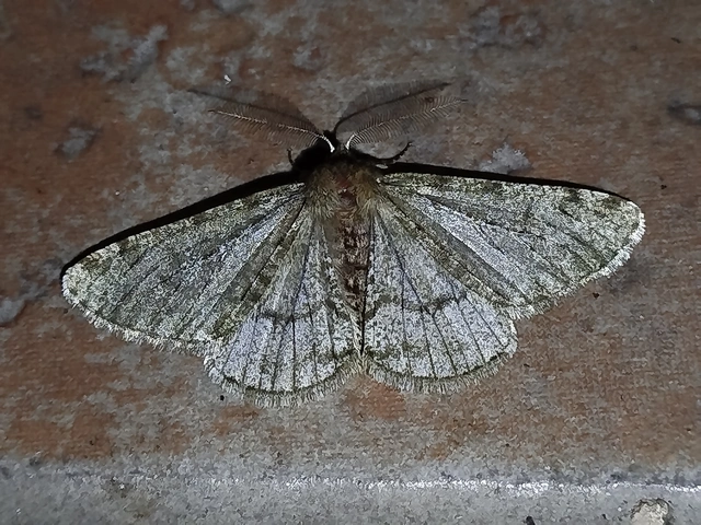 Apocheima pilosaria - zöldes tavasziaraszoló