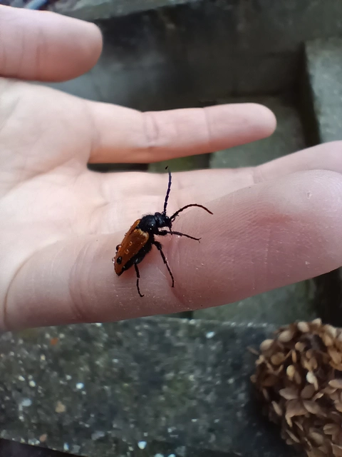 Apalus bimaculatus - kétfoltos élősdibogár