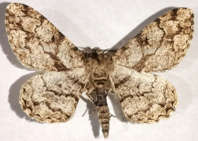 Peribatodes umbraria - fagyal-faaraszoló