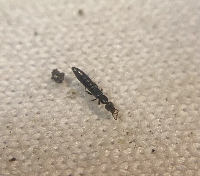 Scopaeus minimus - aprócska turzásholyva
