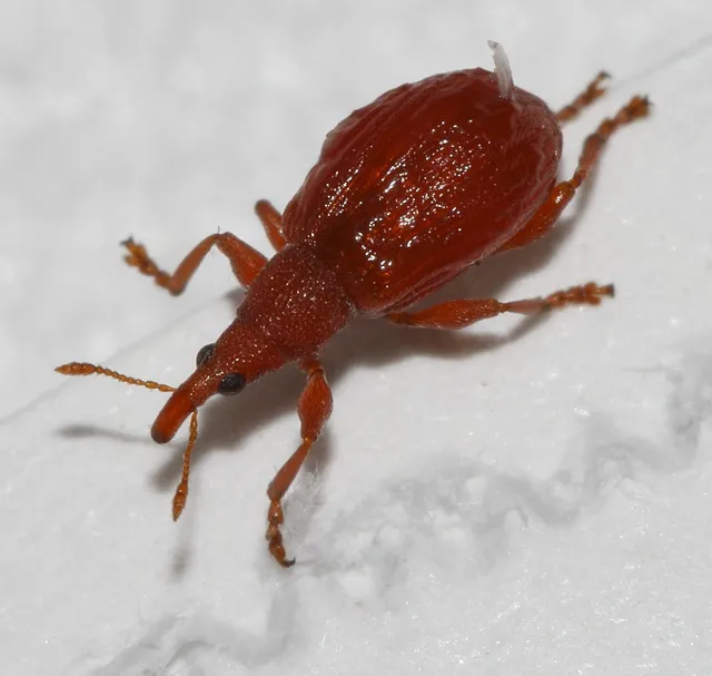 Apion frumentarium - vörös cickányormányos