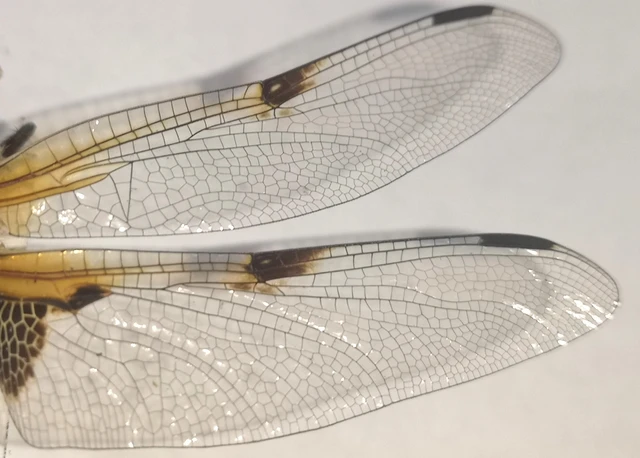 Libellula quadrimaculata - négyfoltos laposacsa