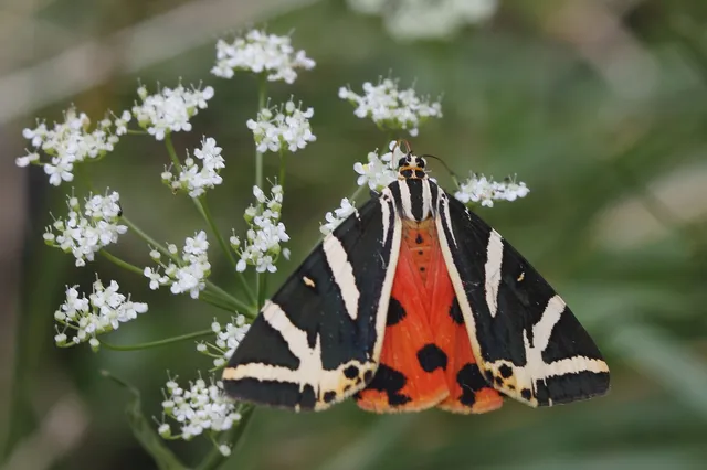 Euplagia quadripunctaria - csíkos medvelepke