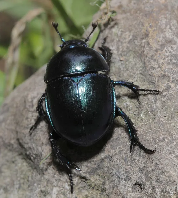 Trypocopris vernalis - tavaszi álganéjtúró