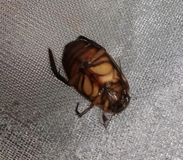 Dytiscus dimidiatus - tompacsípős csíkbogár