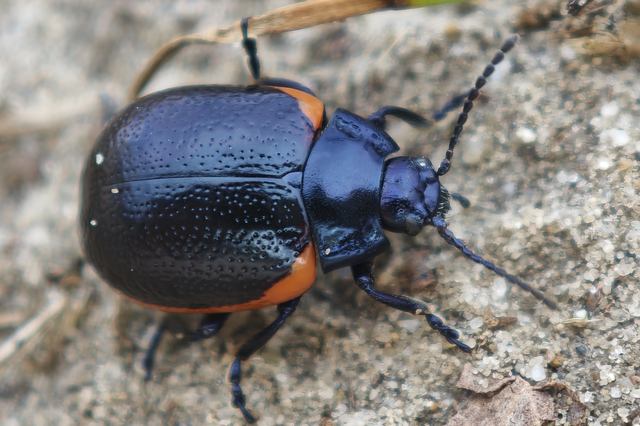 Chrysolina rossia - trapézhátú szegélyeslevelész