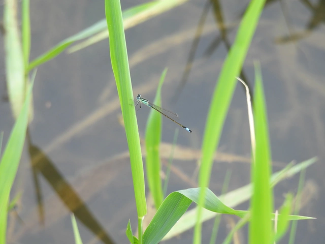 Ischnura elegans pontica - kéköves légivadász