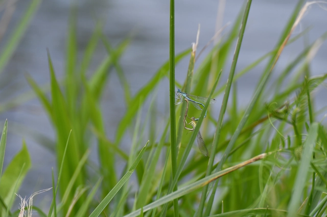 Platycnemis pennipes - széleslábú szitakötő