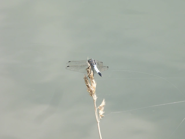Orthetrum albistylum - fehérfarkú pásztorszitakötő