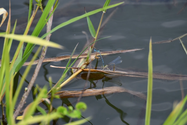 Platycnemis pennipes - széleslábú szitakötő