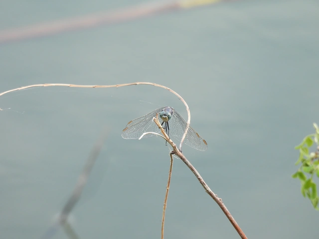 Orthetrum coerulescens - karcsú pásztorszitakötő