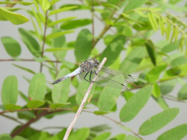 Orthetrum cancellatum - feketefarkú pásztorszitakötő