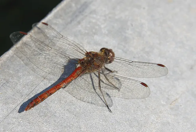 Sympetrum striolatum - harántsávos katona-szitakötő