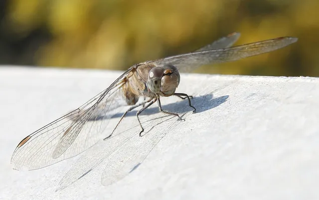 Sympetrum striolatum - harántsávos katona-szitakötő