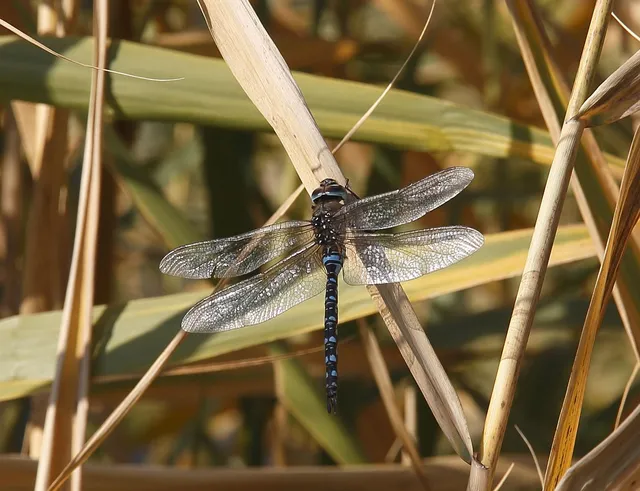 Aeshna mixta - kései karcsúacsa