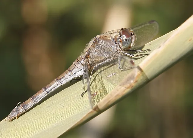 Sympetrum striolatum - harántsávos katona-szitakötő