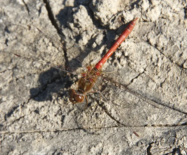 Sympetrum striolatum/vulgatum