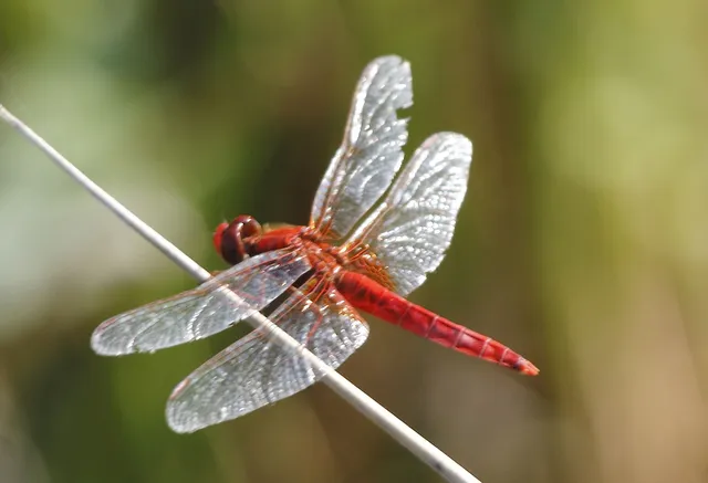 Crocothemis erythraea - skarlát szitakötő