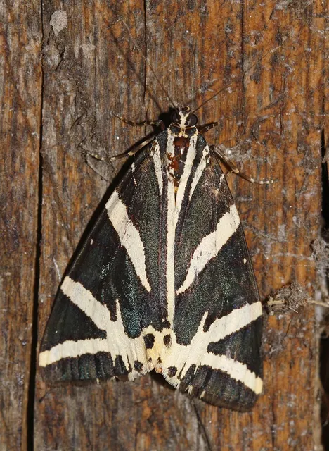 Euplagia quadripunctaria - csíkos medvelepke