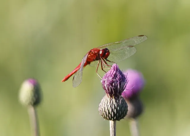 Crocothemis erythraea - skarlát szitakötő