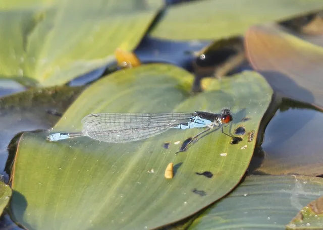 Erythromma viridulum - kis pirosszemű-légivadász