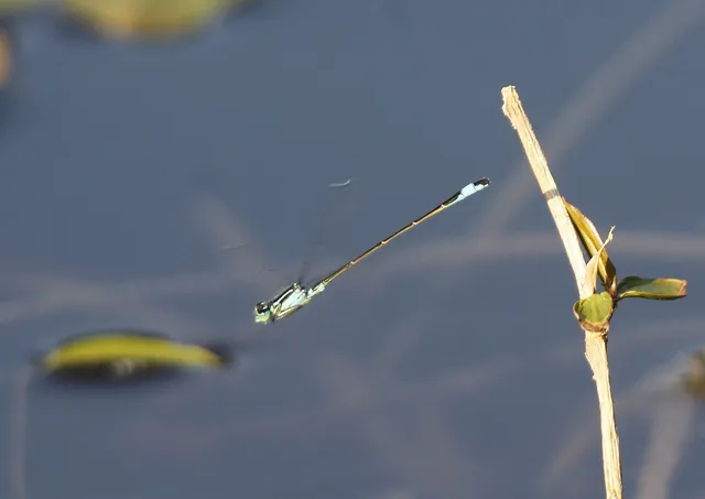Ischnura elegans pontica - kéköves légivadász