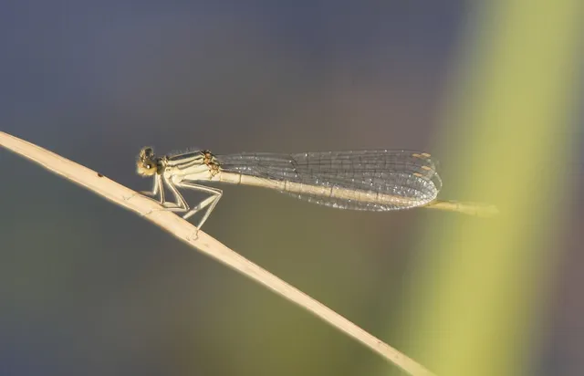 Platycnemis pennipes - széleslábú szitakötő