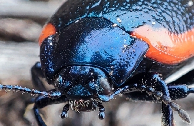 Chrysolina rossia - trapézhátú szegélyeslevelész