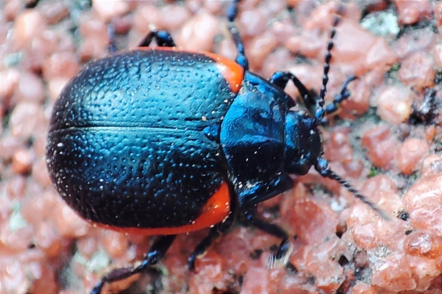 Chrysolina rossia - trapézhátú szegélyeslevelész
