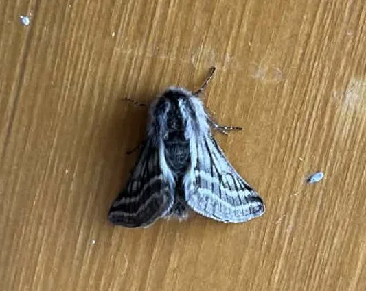 Lycia zonaria - öves tavasziaraszoló