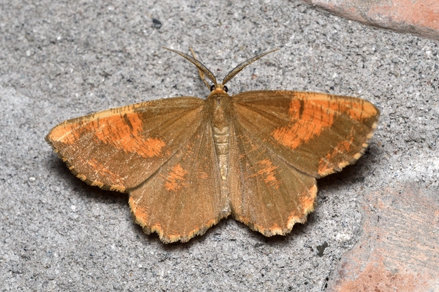 Angerona prunaria - sárga kökényaraszoló