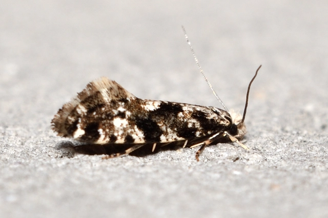 Nemapogon