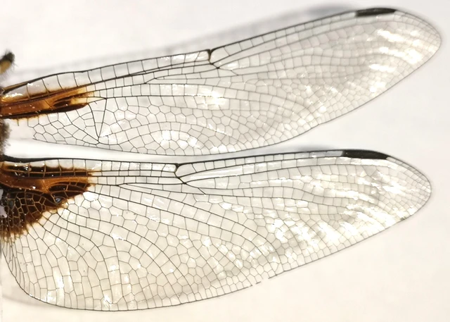 Libellula depressa - széles laposacsa