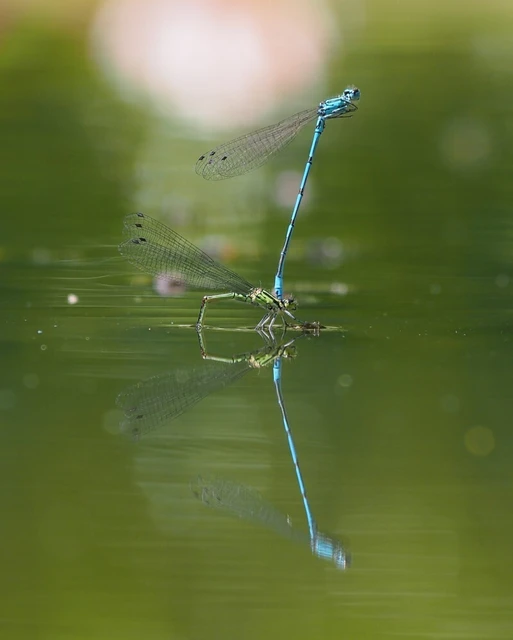 Coenagrion puella - azúrkék légivadász