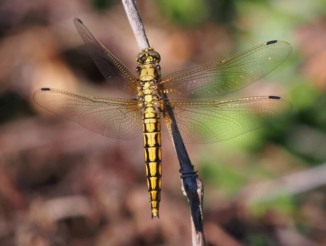 Orthetrum cancellatum - feketefarkú pásztorszitakötő