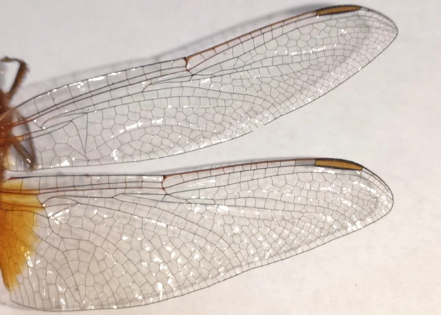 Crocothemis erythraea - skarlát szitakötő