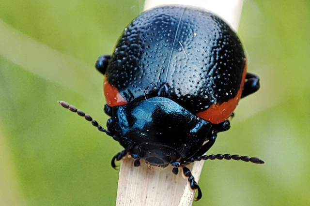 Chrysolina rossia - trapézhátú szegélyeslevelész