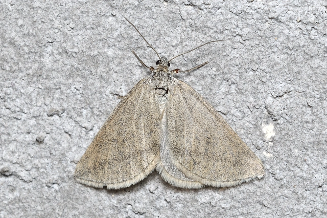 Lithostege griseata - szürke araszoló