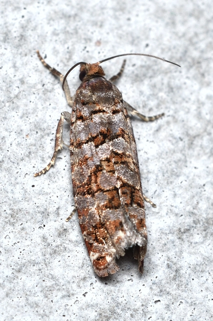 Gravitarmata margarotana - márványos gyantamoly