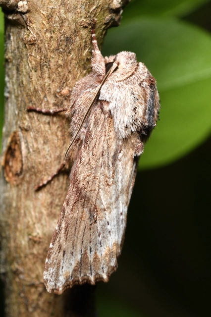 Egira conspicillaris - változékony szürkebagoly