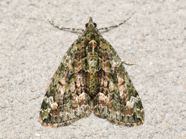 Chloroclysta siterata - salátazöld araszoló