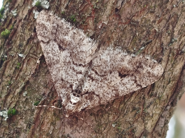 Agriopis leucophaearia - tölgy-tavasziaraszoló