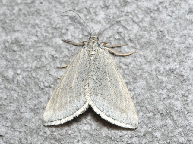Lithostege griseata - szürke araszoló