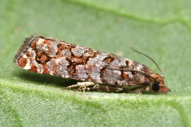 Gravitarmata margarotana - márványos gyantamoly