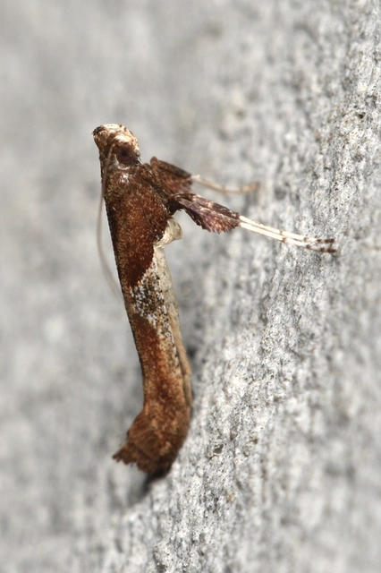 Caloptilia