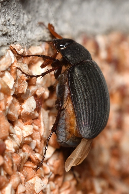 Maladera holosericea - bársonyos kiscserebogár